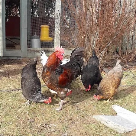 Angela, 3 Lejlighed *